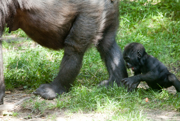WWF Gorilla-Mailing